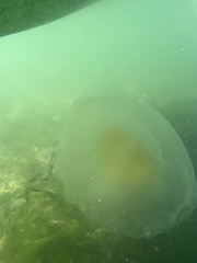 Phacellophora camtschatica