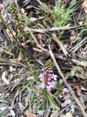 Stylidium lineare