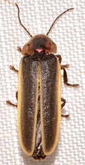 Photinus ardens