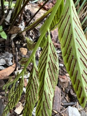Asplenium kaulfussii