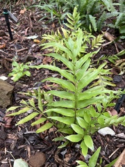 Asplenium kaulfussii