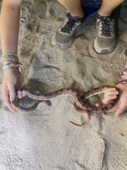 Rhinocheilus etheridgei