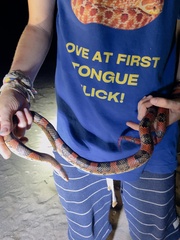 Rhinocheilus etheridgei