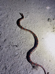 Rhinocheilus etheridgei