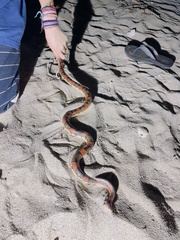 Rhinocheilus etheridgei