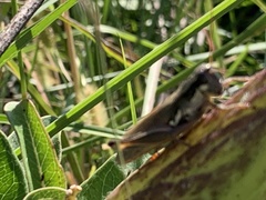 Paroxya atlantica