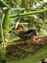 Paroxya atlantica