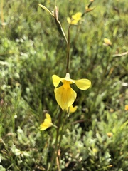 Diuris chryseopsis