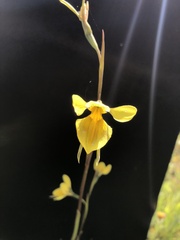 Diuris chryseopsis