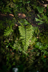 Hymenophyllum dentatum image
