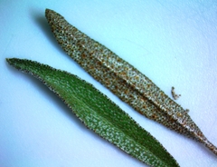 Croton argyranthemus