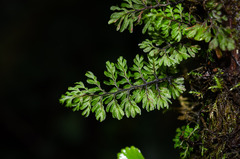 Hymenophyllum dentatum image