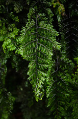 Hymenophyllum dentatum