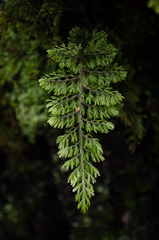 Hymenophyllum dentatum
