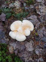 Albatrellaceae