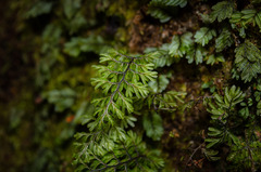 Hymenophyllum dentatum