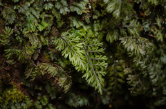 Hymenophyllum dentatum