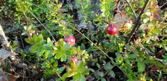 Vaccinium macrocarpon