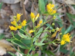 Euthamia leptocephala