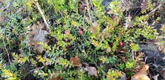 Vaccinium macrocarpon