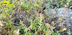 Vaccinium macrocarpon