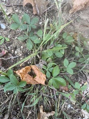 Potentilla canadensis