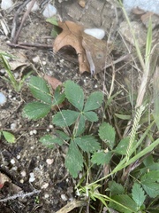 Potentilla canadensis