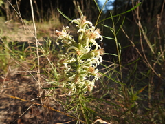 Liatris bridgesii