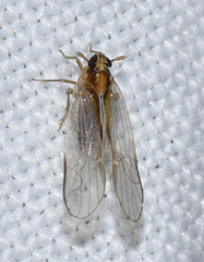 Muellerianella laminalis