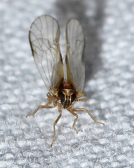 Muellerianella laminalis