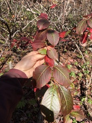 Viburnum cassinoides