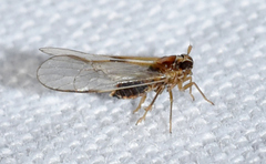 Muellerianella laminalis