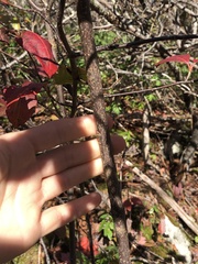 Viburnum cassinoides