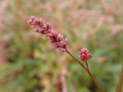 Persicaria decipiens