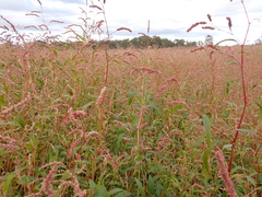 Persicaria decipiens