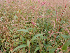Persicaria decipiens