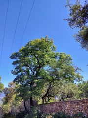 Quercus runcinatifolia