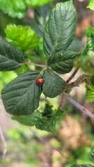 Cycloneda fulvipennis