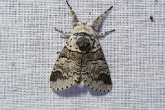 Furcula occidentalis