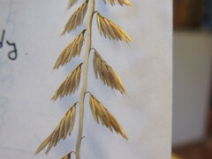 Bouteloua curtipendula