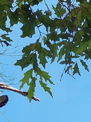 Quercus runcinatifolia