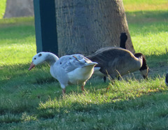 Anser anser × Branta canadensis