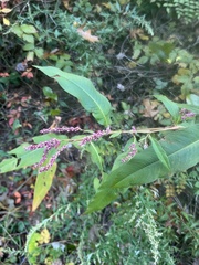 Persicaria extremiorientalis