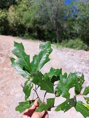 Quercus runcinatifolia