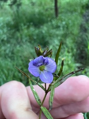 Veronica gracilis