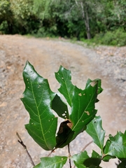 Quercus runcinatifolia