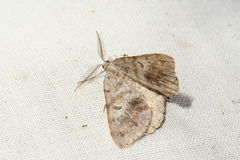 Macaria loricaria