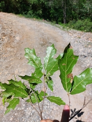 Quercus runcinatifolia