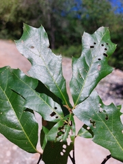 Quercus runcinatifolia