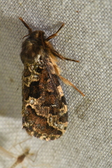 Korscheltellus gracilis